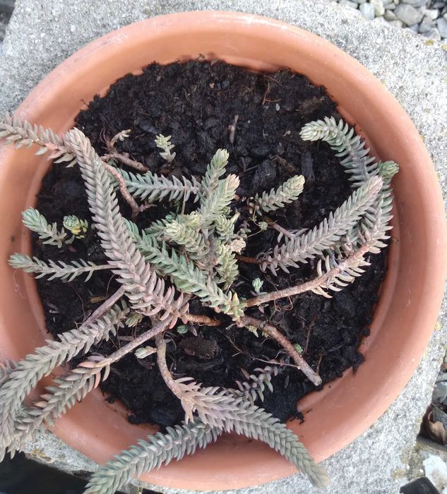 Coś dla miłośników bylin