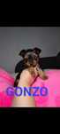 OSTATNI!!! Piesek Yorkshire terrier YORK z 4-pokoleniowym rodowodem