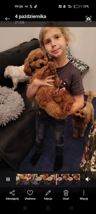 Reproduktor pudel toy