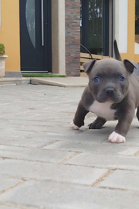 American Bully Fêmea Qualidade Topo