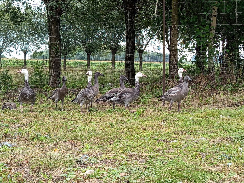 Sprzedam gęsi śnieżyce