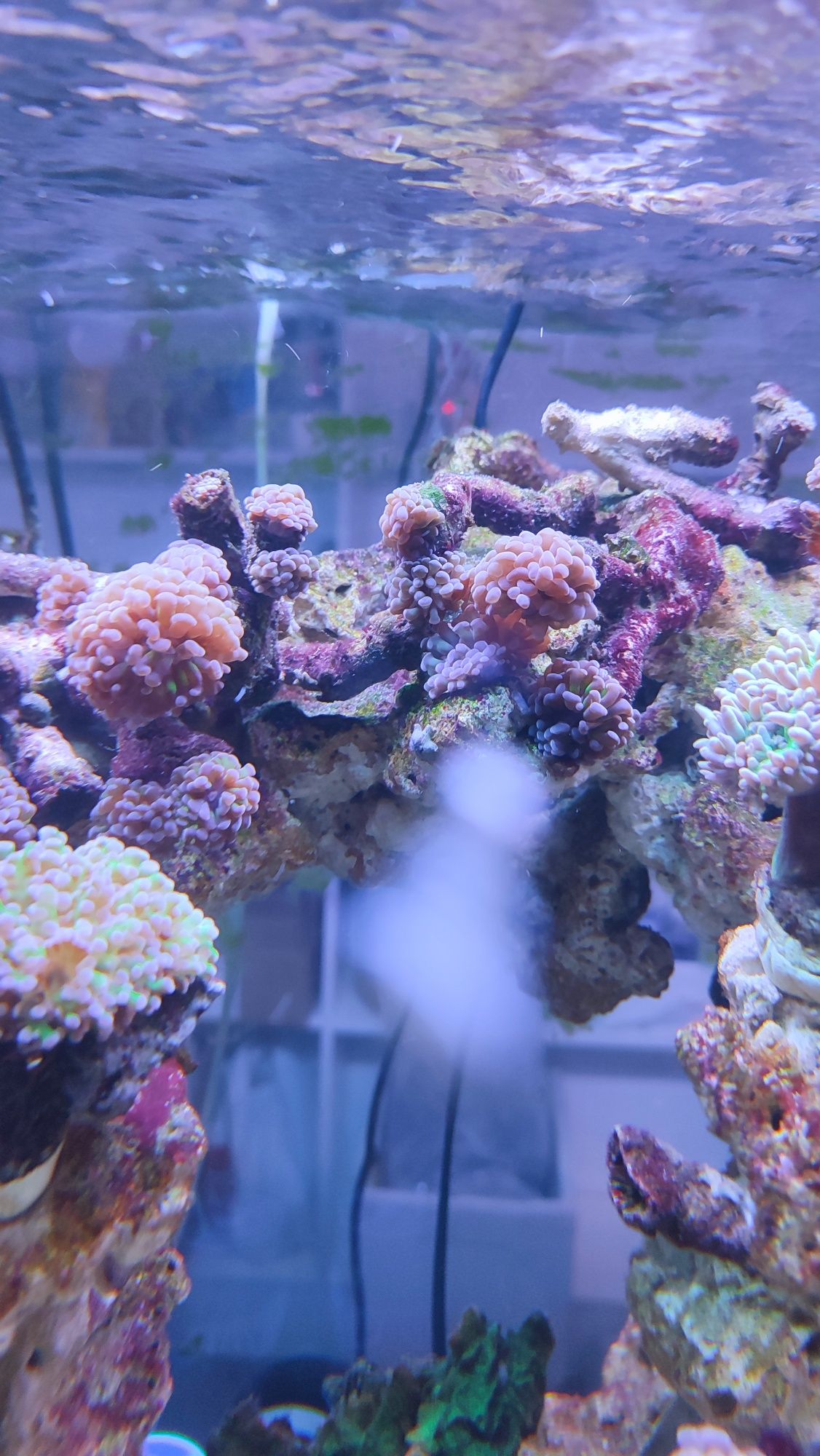 Koralowiec akwarium morskie euphylia paraancara