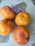 Продам саженцы инжира, хурма, киви, гранат, фисташка,