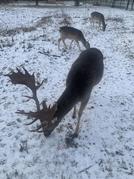 Daniele byki na sprzedaż