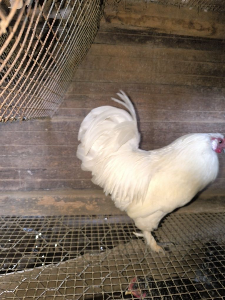 Garnizo branco macho
