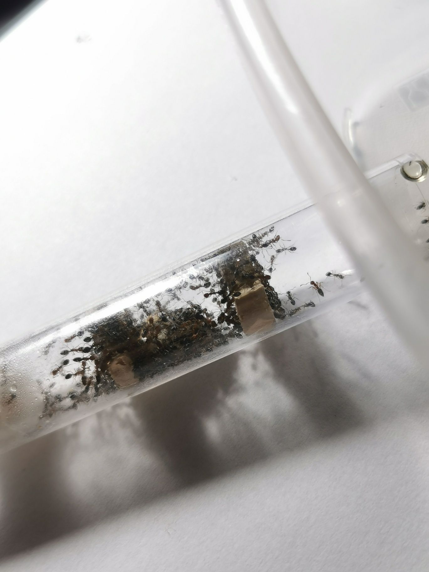 Monomorium subactum 1Q+ 100w
