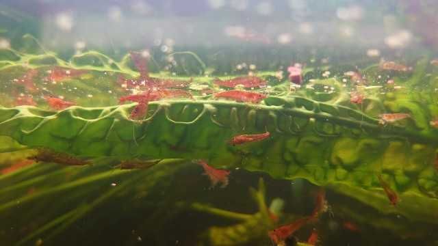 Krewetki Red Cherry