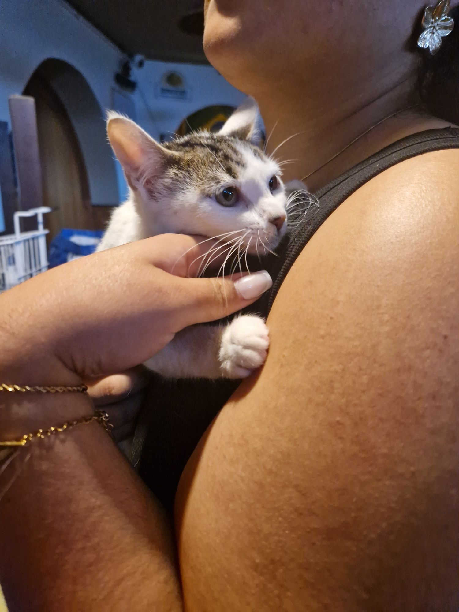 Gatinha 2,5 meses, meiga, resgatada de motor de carro ADOÇÃO