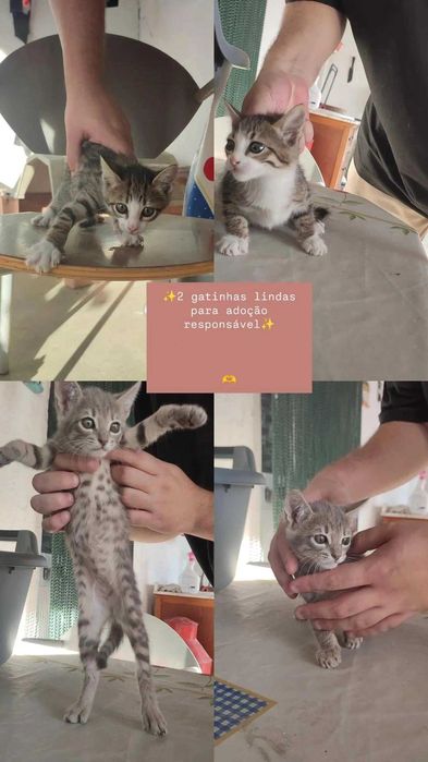 Duas gatinhas lindas para Adoção Responsável