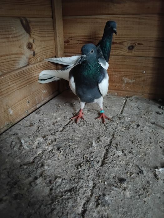 Gołębie ozdobne - murzyny