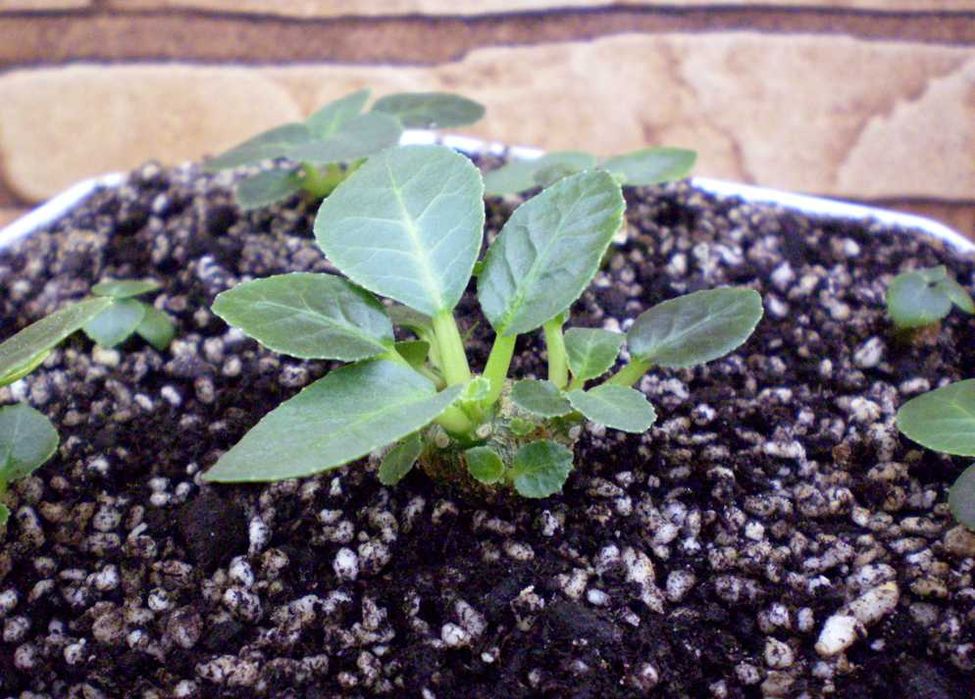 Каудексні рослини – Дорстенія. Дорстения. Dorstenia