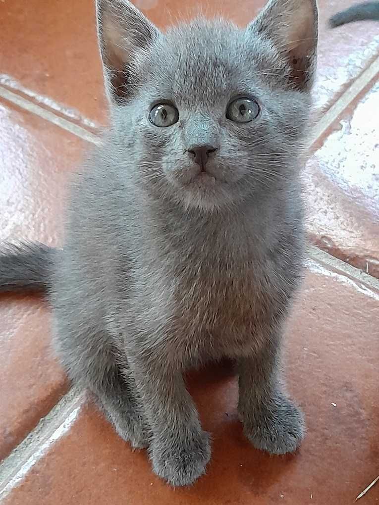 Lindo gatinho Azul um amor em casa!