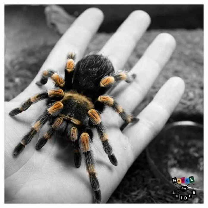 Самцы паука птицееда для новичков Brachypelma smithi