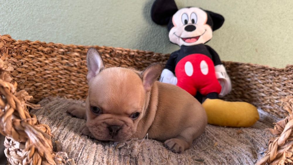 Menino BulldogFrances