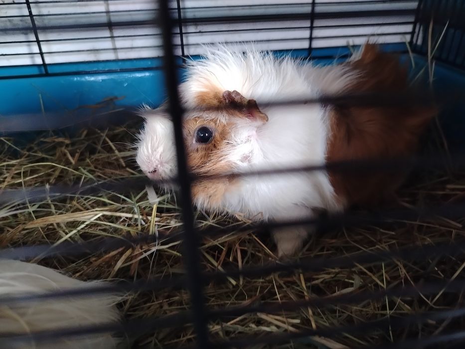 Oddam Świnki morskie