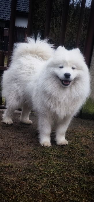 Samoyed - suczka ZKwP