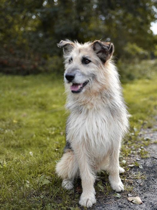 Spokojny, łagodny, cichy, grzeczny - czeka 9 lat na dom - URATUJ