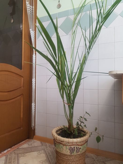 Фінікова пальма, 180 см