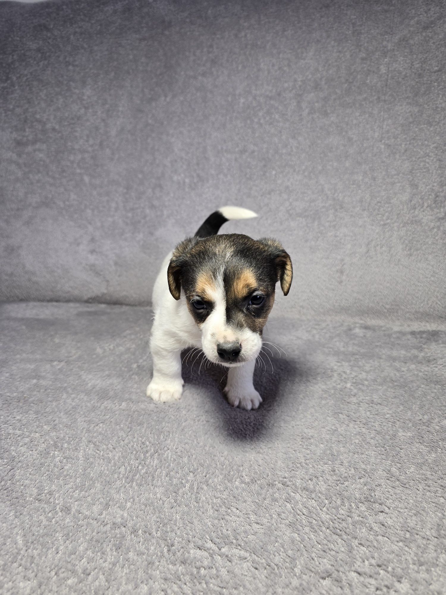 Jacek Russell Terrier