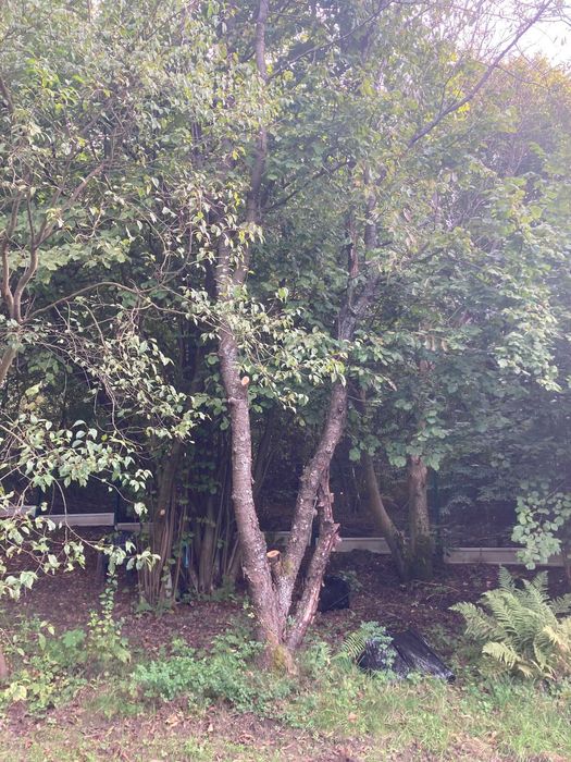 Oddam za darmo drewno czereśni - idealne do wędzenia!