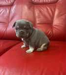 Buldog francuski