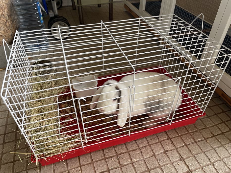 Coelha anã orelhuda com 1 ano e gaiola