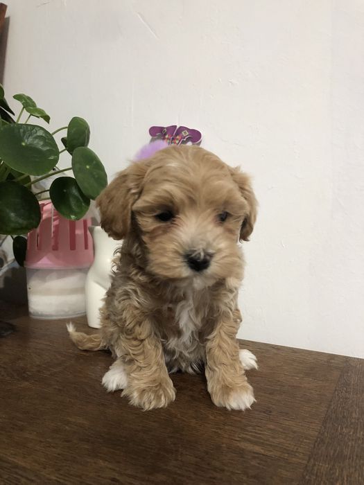 Maltipoo piesek