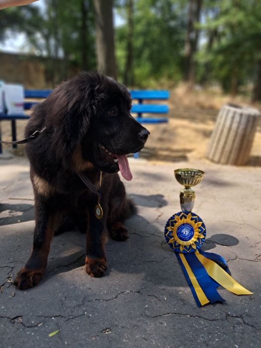 Тибетський мастиф