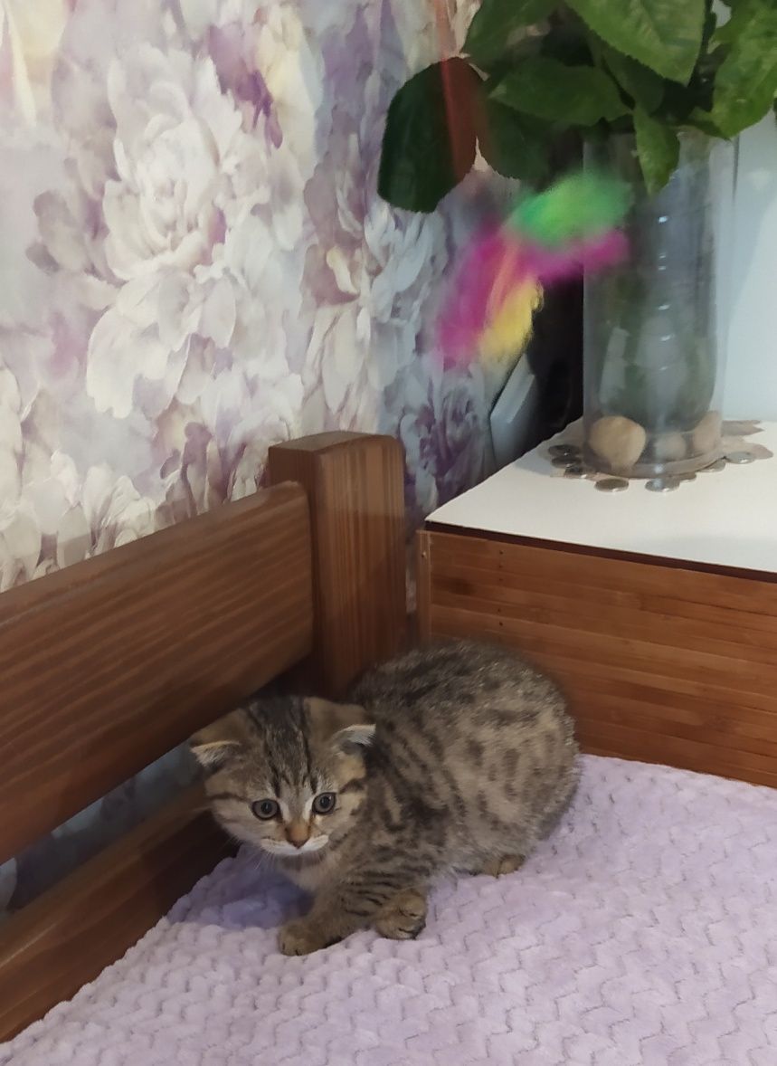 Срочно! Котята скотиш фолд