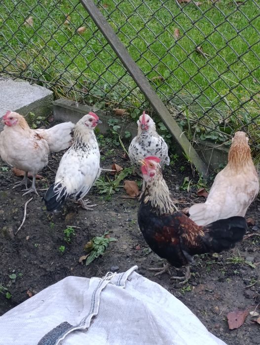 Koguty liliputy 7 szt.