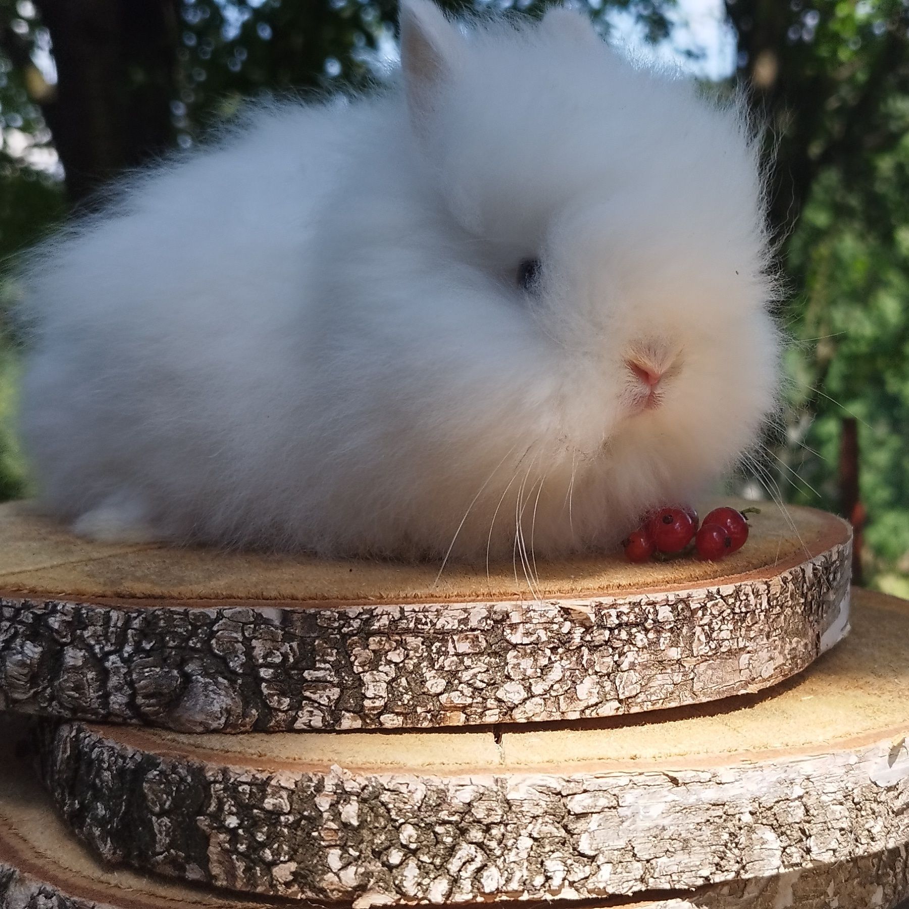 Królik miniaturka baranek mini lop karzełek Teddy