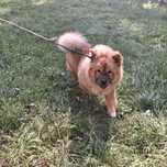 Chow chow sunia roczna