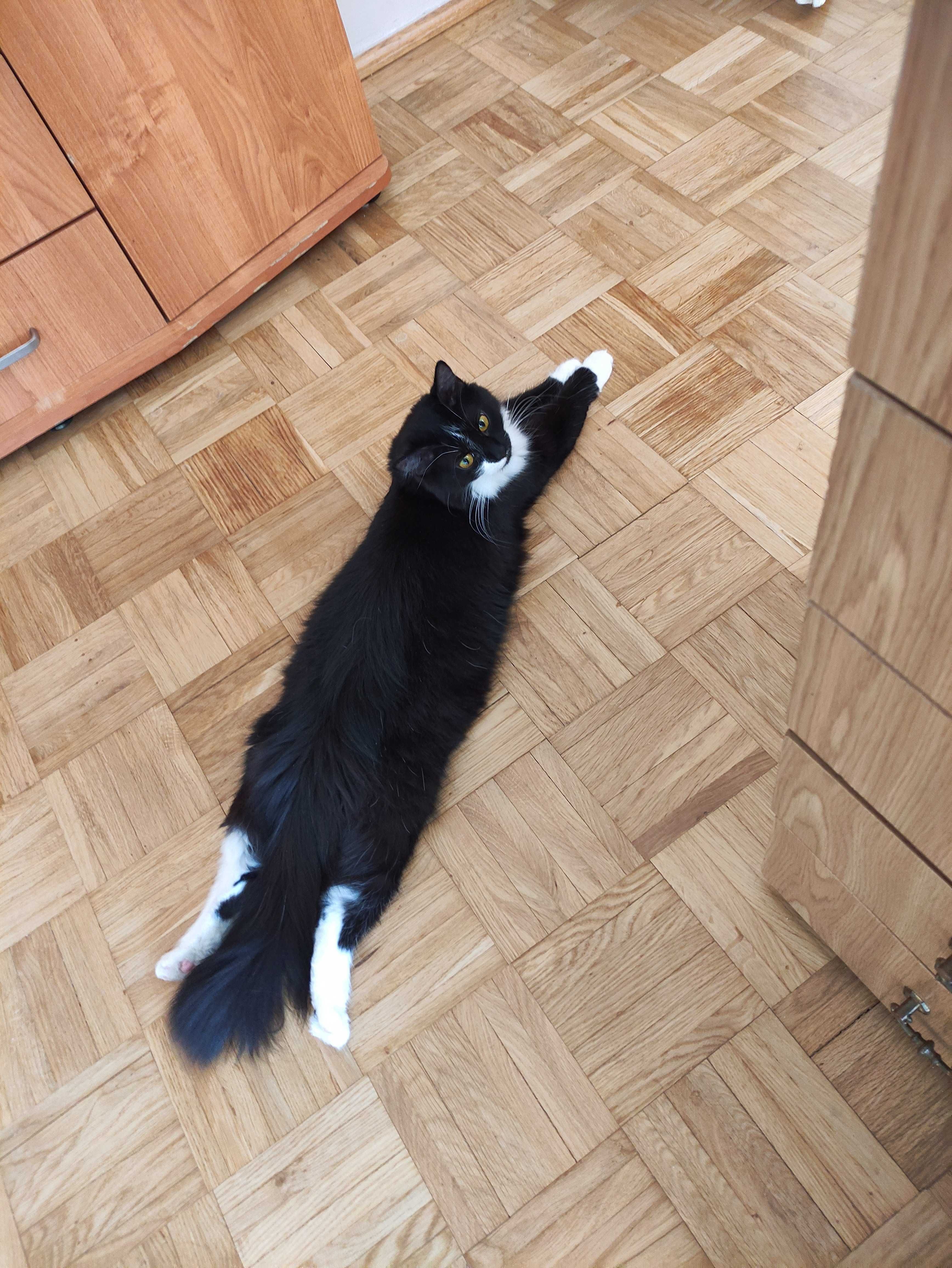 Długowłosa kotka Oreo