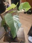 Monstera variegata