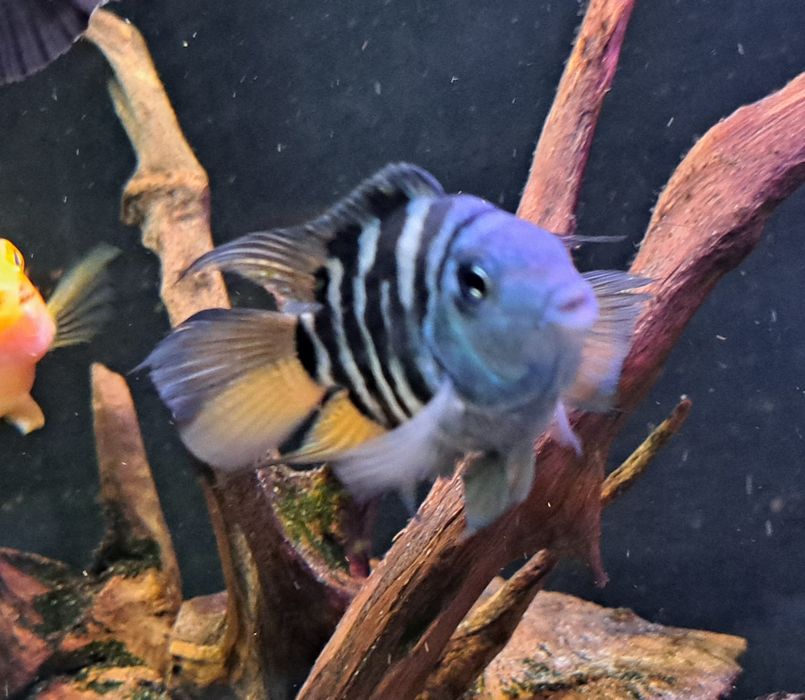 Pielegnica blue tiger papuzia