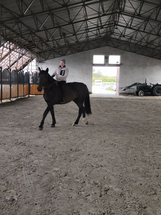 Sprzedam konia w dobre ręce