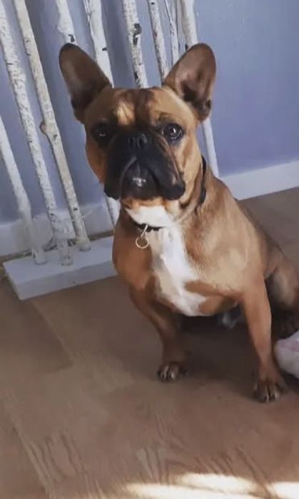 Adopçao Bulldogue Frances