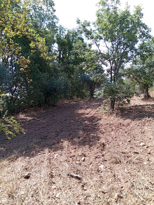 Terreno agrícola em Aldeia do Bispo/Penamacor com 1 hectare.