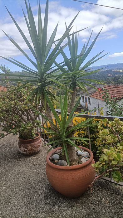Planta Fiteiro em vaso