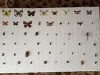 Комахи,Насекомые,метелики,засушение жуки,студенческая колекция