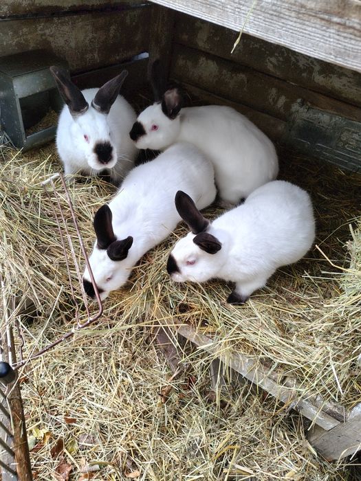 Króliki kalifornijskie samice