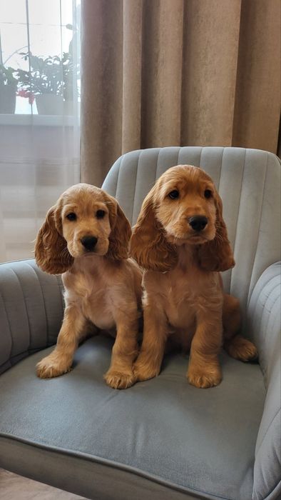цуценята Кокер-спанієль! грайливі і люблючі)
