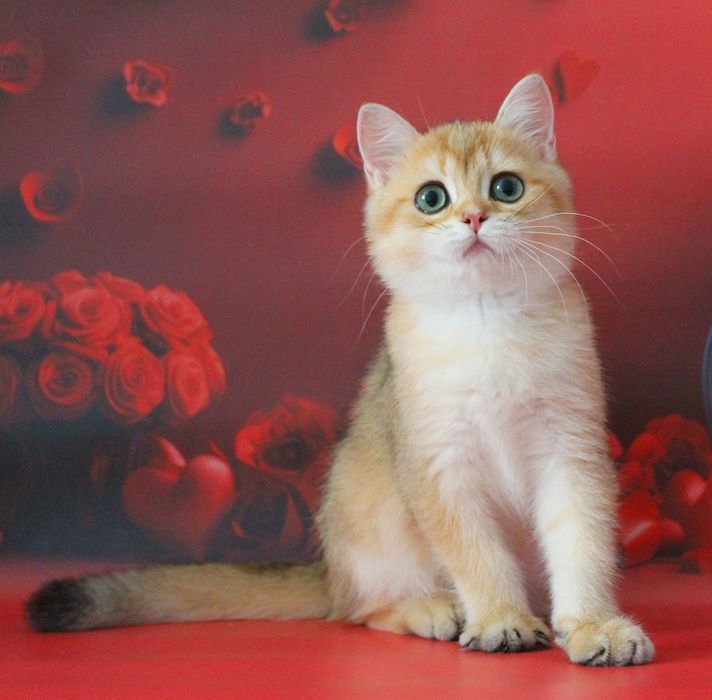 Найкращий золотий британський хлопчик для вас