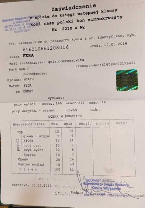Klacz Zimnokrwista / FERA / wpis od księgi Nr.2210 W Wr.