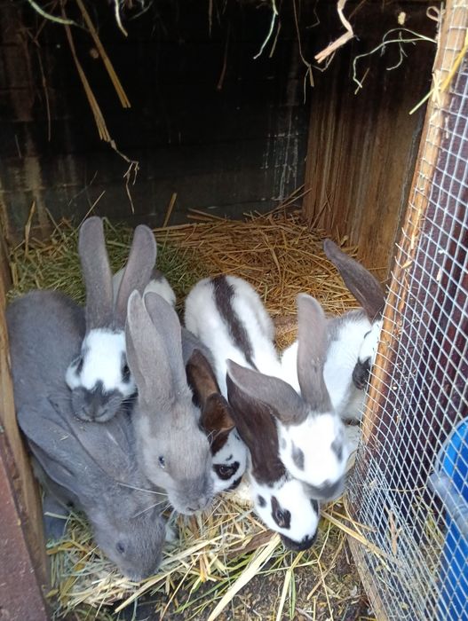 Króliki srokacz olbrzym niemiecki