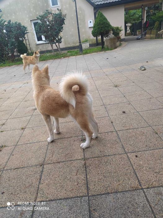 Akita inu szczeniaczek