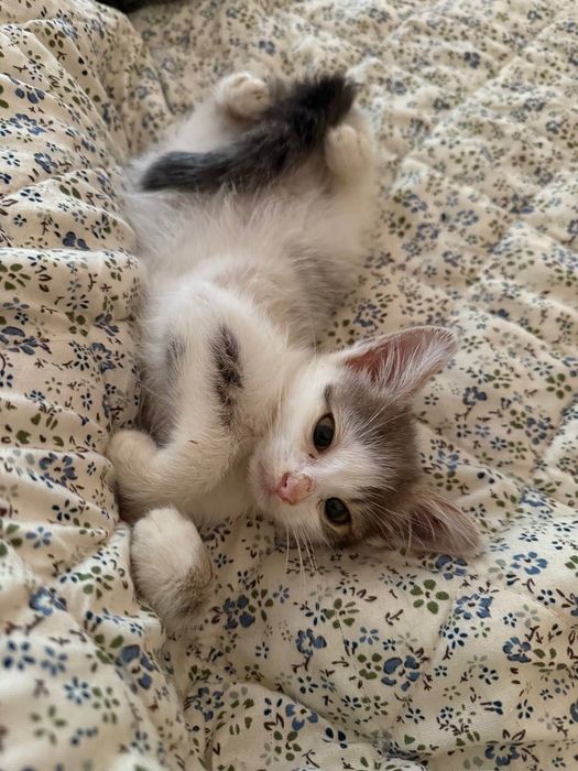 Кошеня в добрі руки