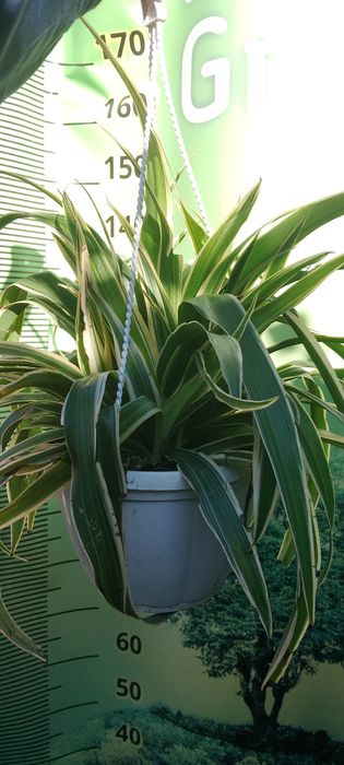 Хлорофитум в кашпо 4 литра