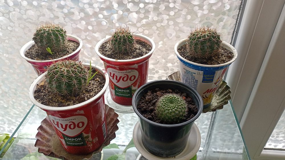 Кактуси кімнатні дітки