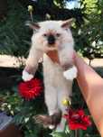 Ragdoll kocur seal point